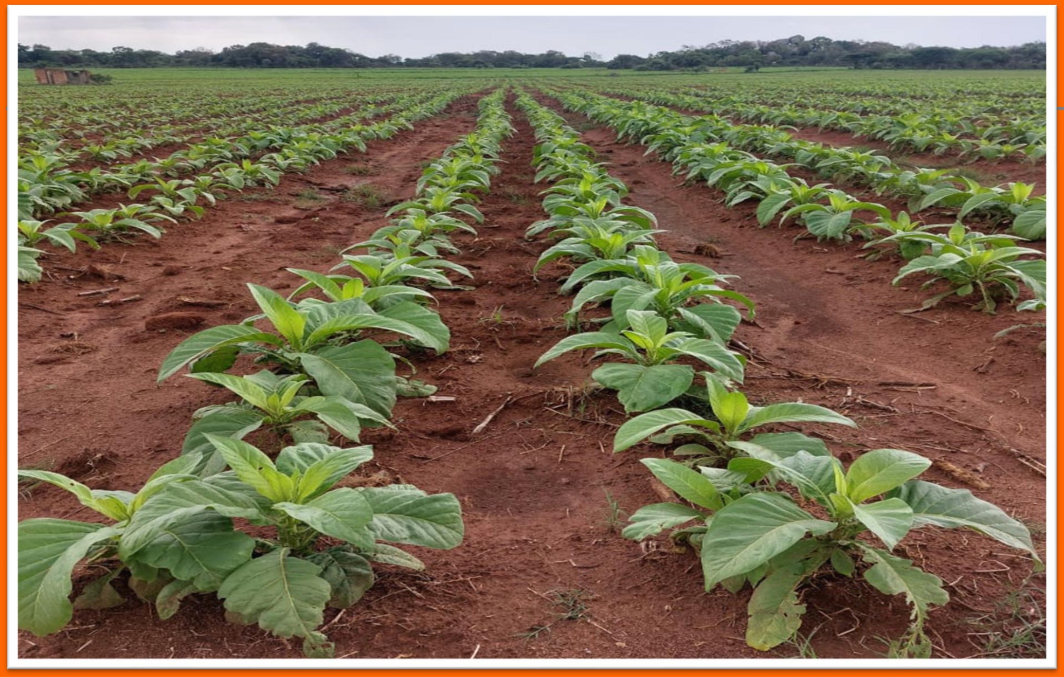 Control area, less established than the trial rows