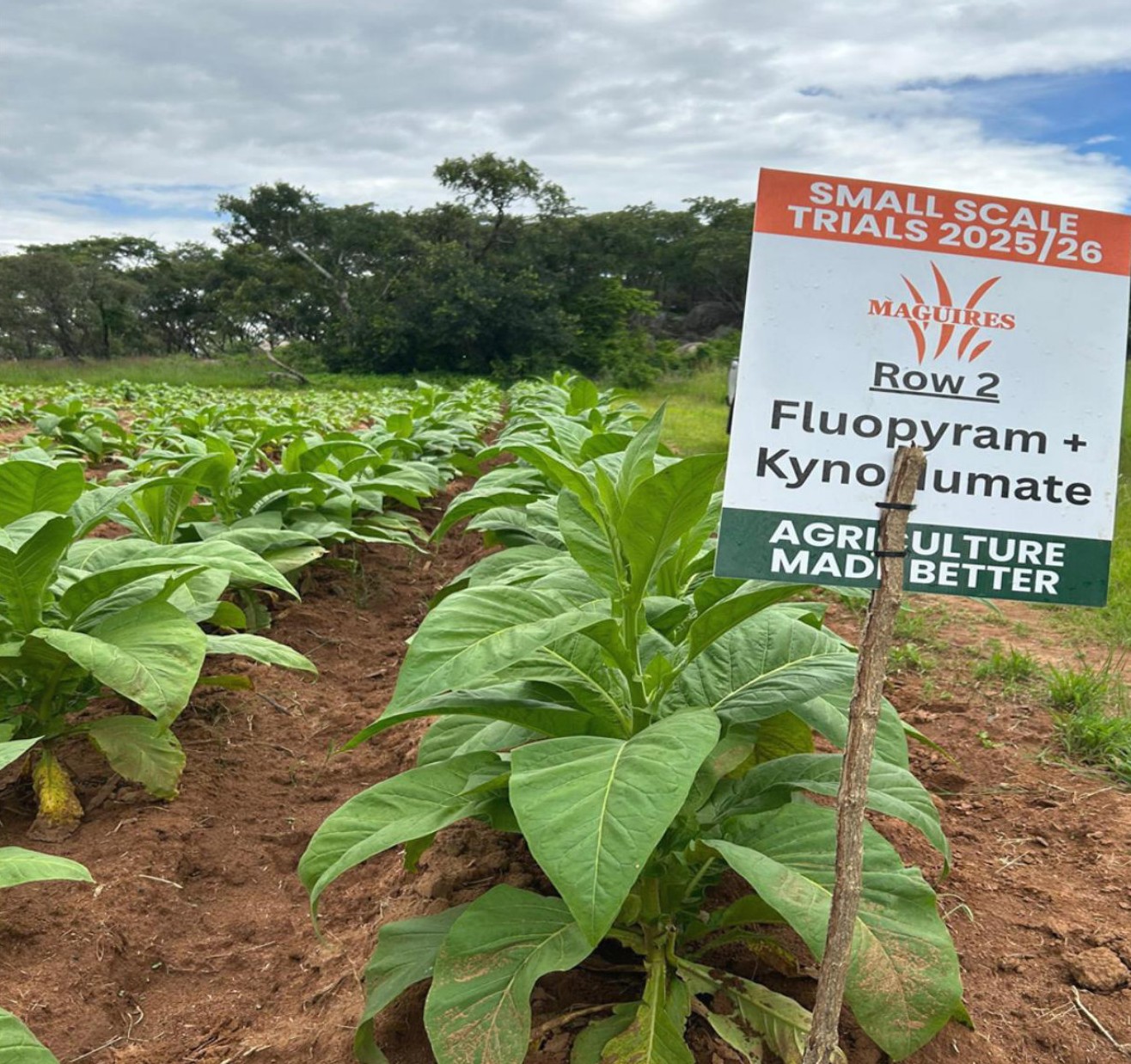 Well-established trial plants in early January