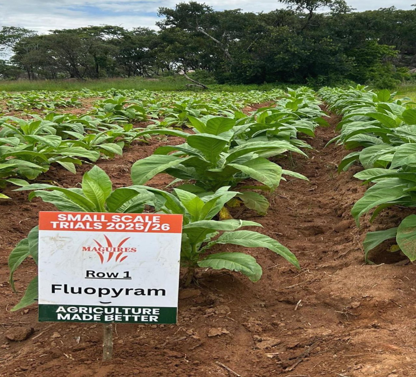 Healthy trial rows at the second visit