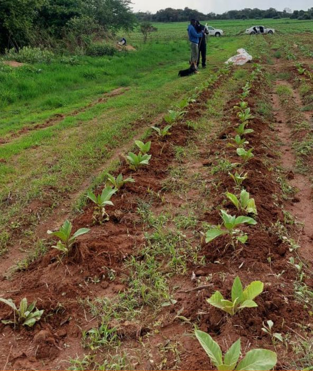 Healthy established trial rows