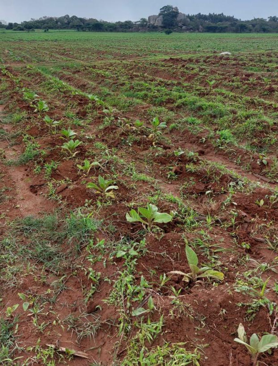 Trial rows established after planting