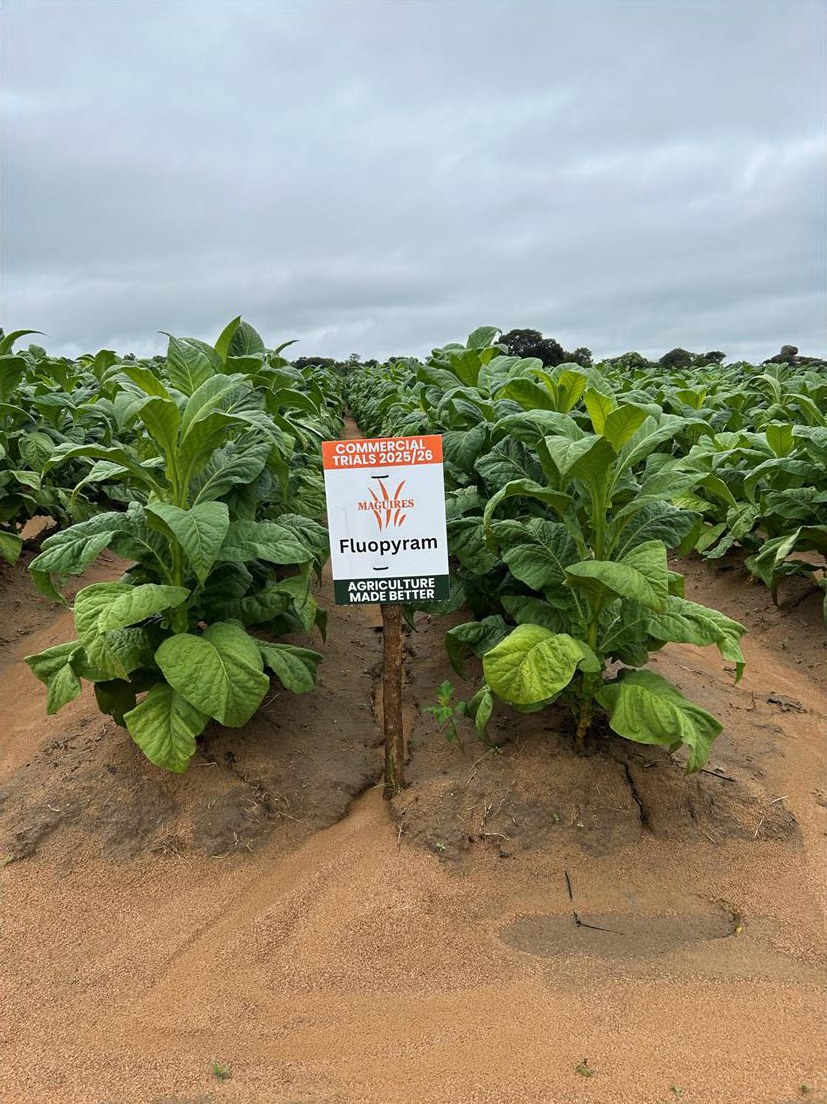 Fluopyram plot at the second visit, 13 January