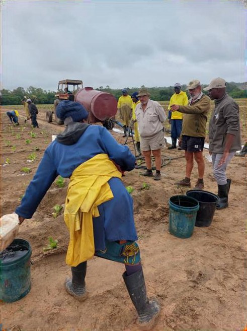 Mixing and applying the trial solutions in the field