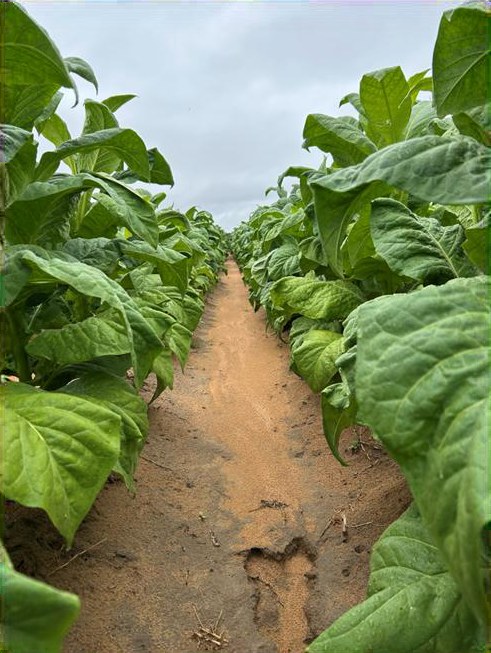 A full row of leaf late in the season