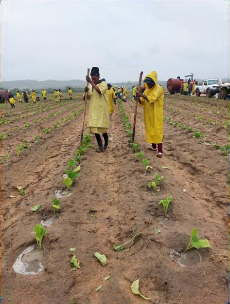 Walking the trial rows