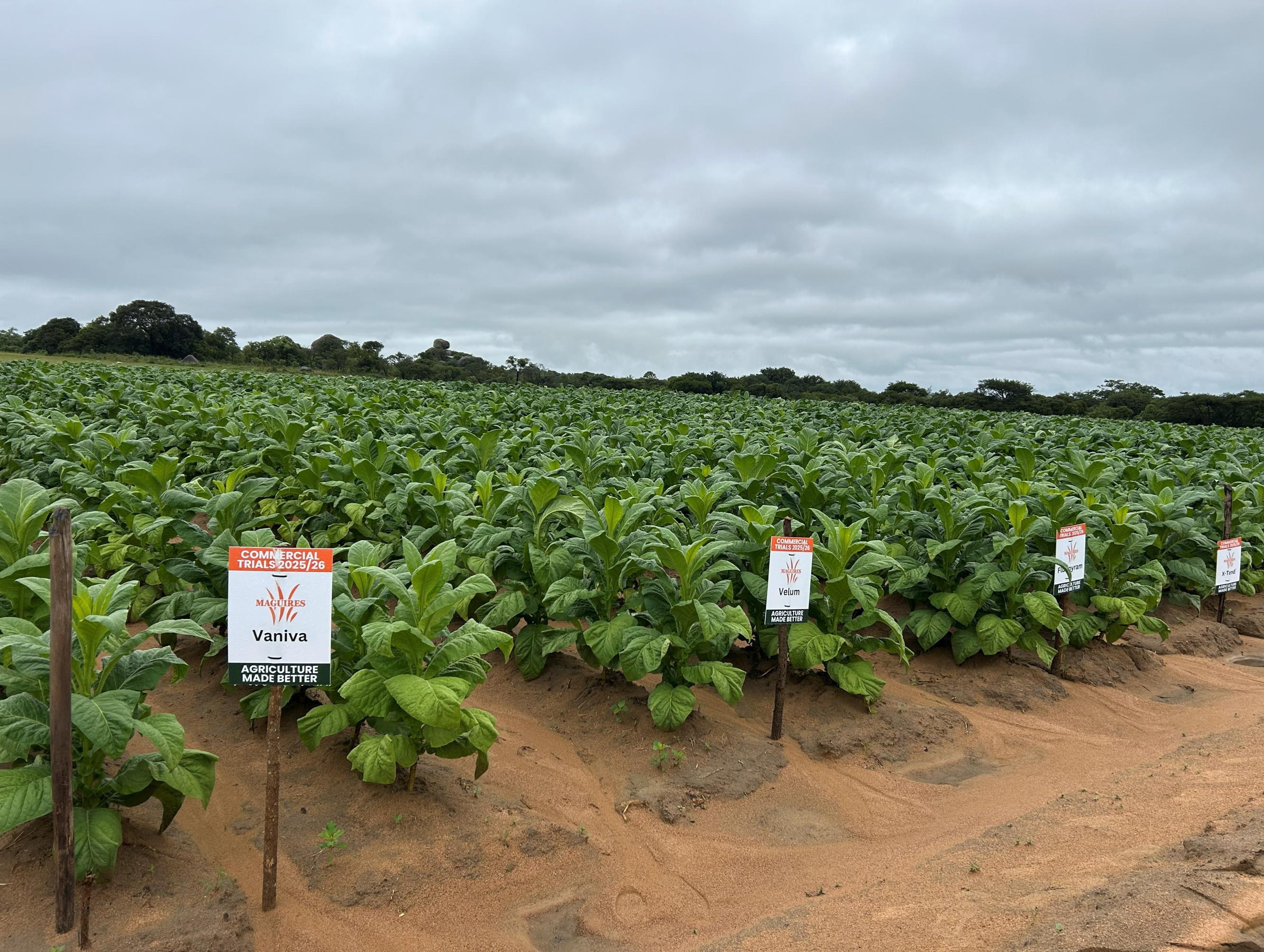 The trial field at Melfort with treatment signs among the rows
