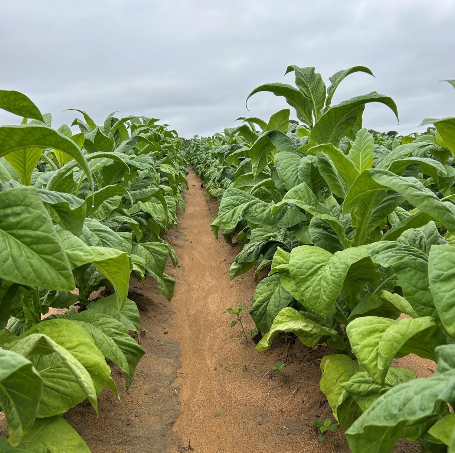 A healthy stand of trial tobacco at Melfort