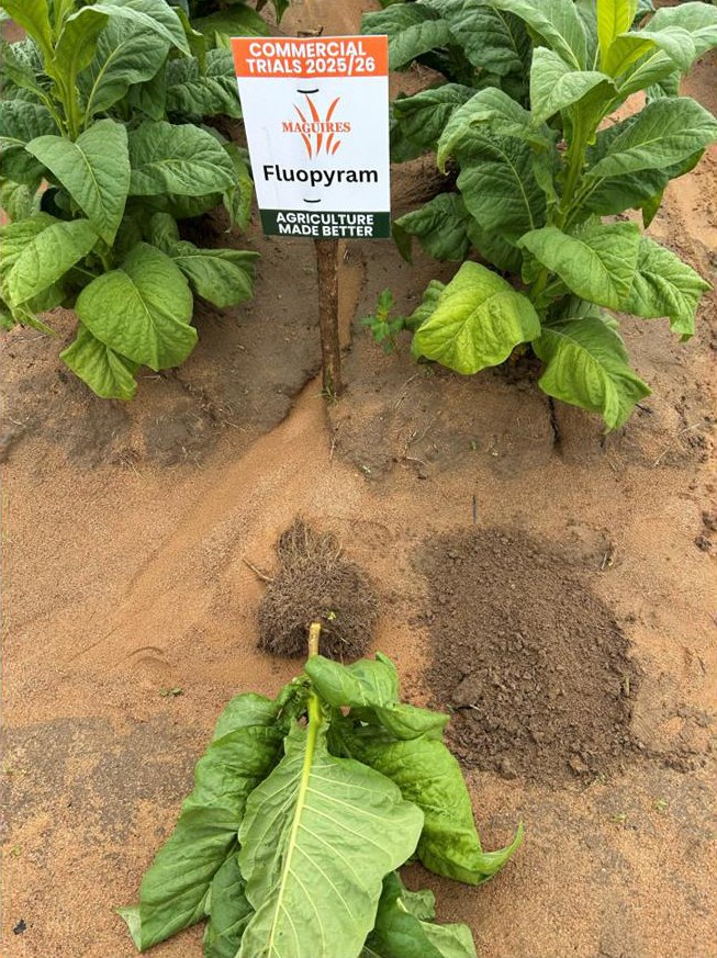 Root system from the Fluopyram plot