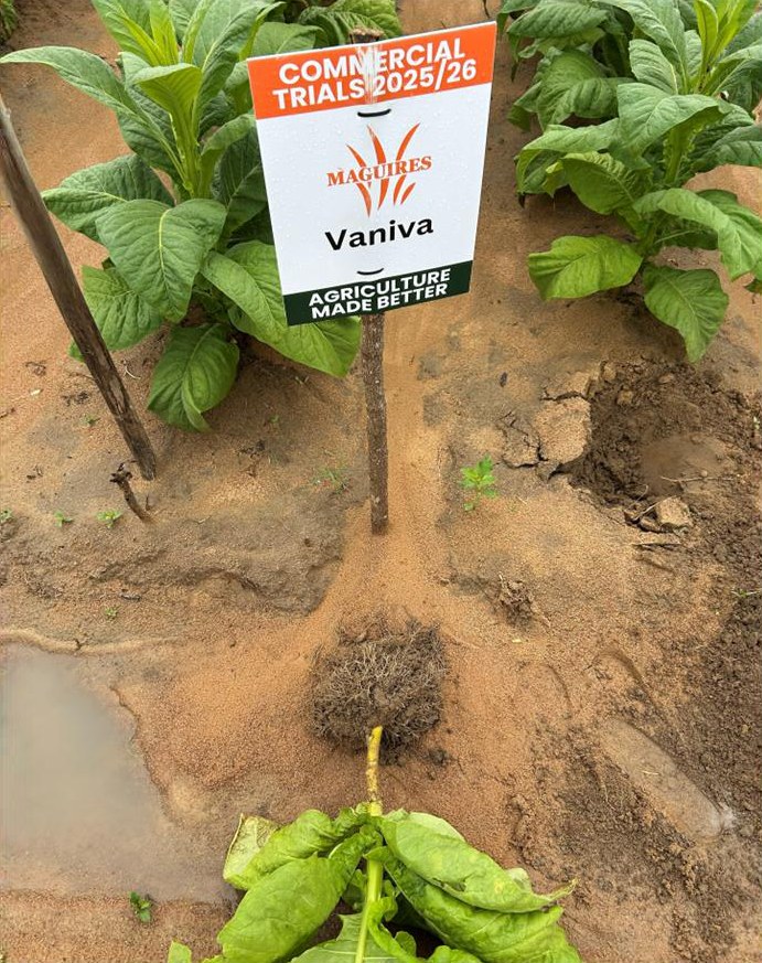 Root system from the Vaniva plot