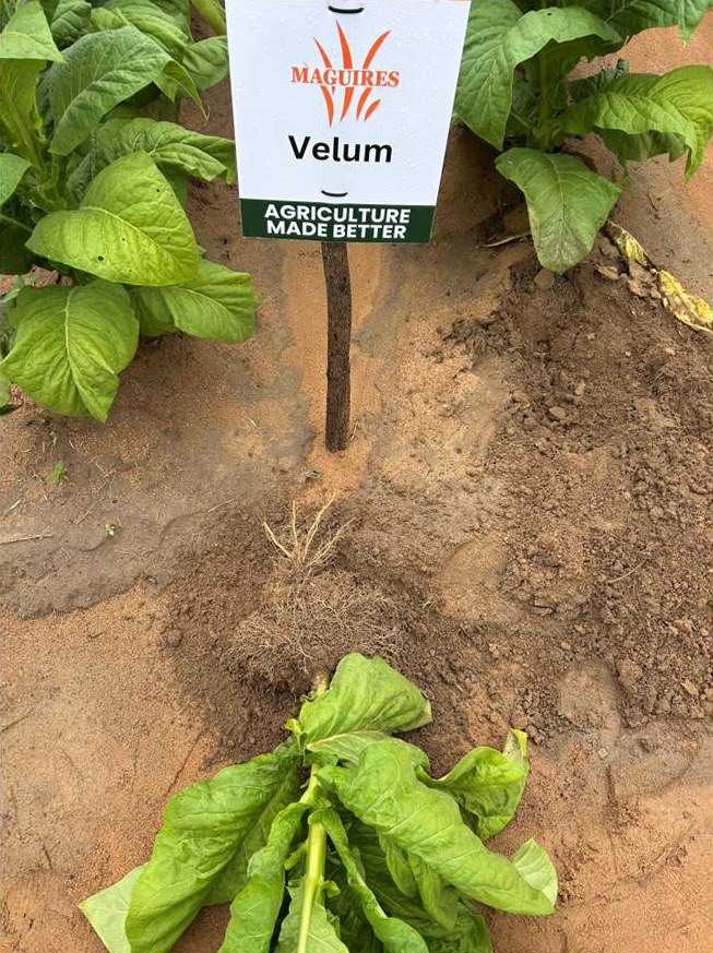 Root system from the Velum plot