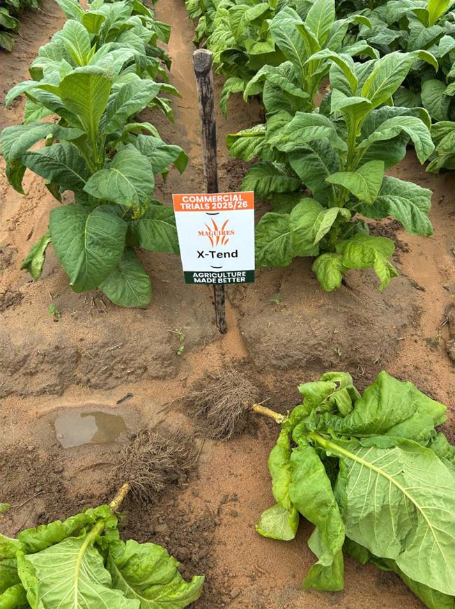 Root system from the X-Tend plot
