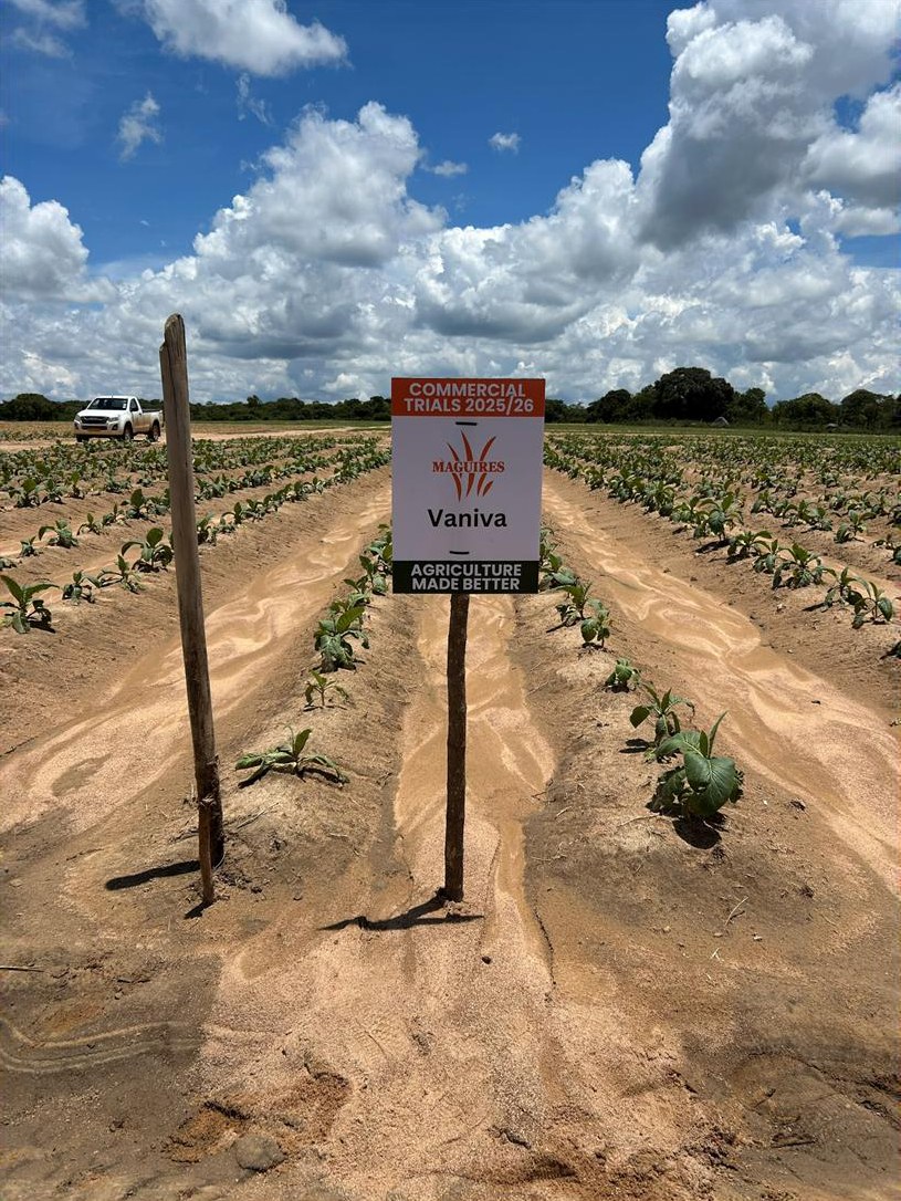 Vaniva plot at the first visit, 10 December