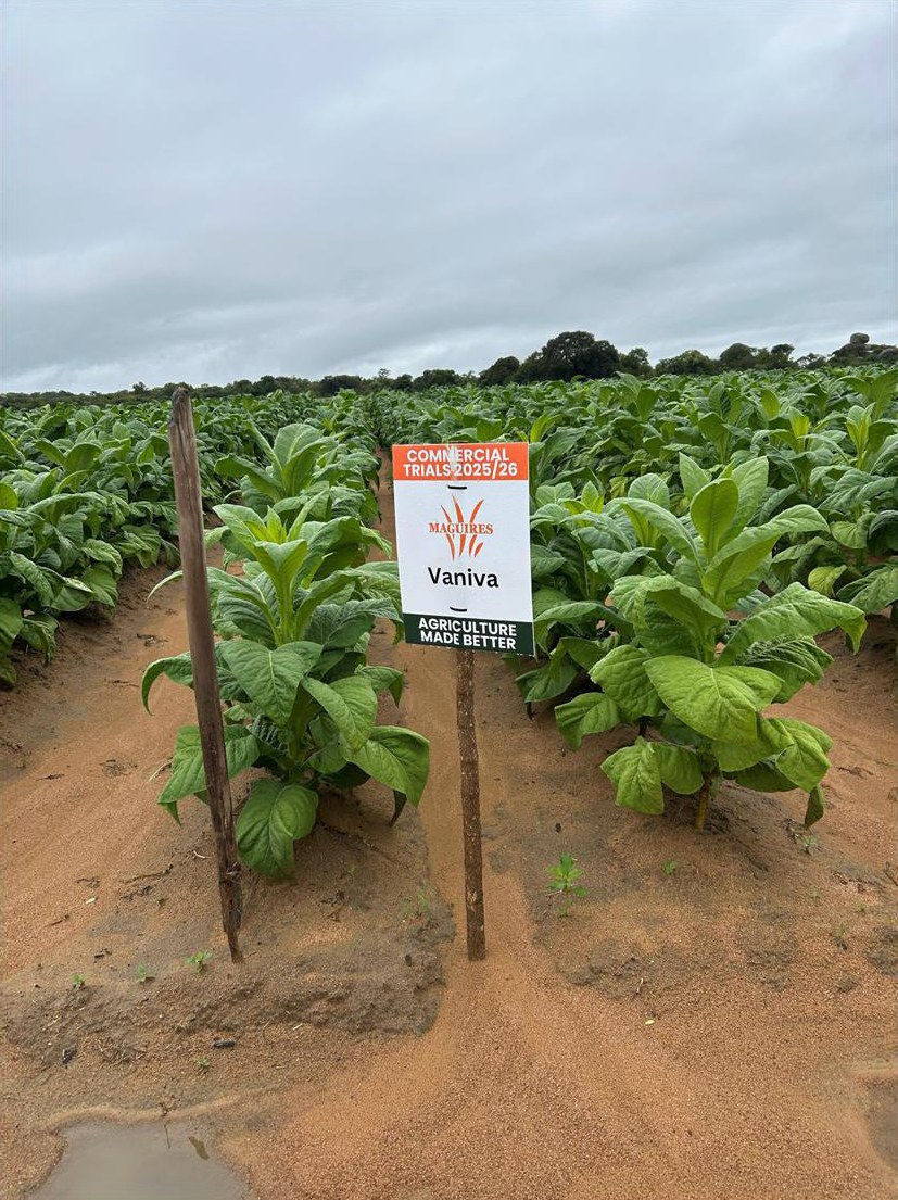 Vaniva plot at the second visit, 13 January