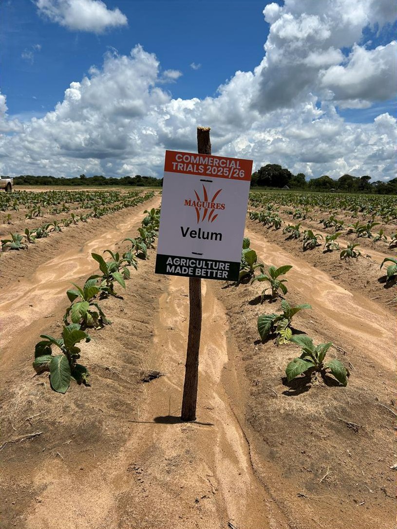 Velum plot at the first visit, 10 December