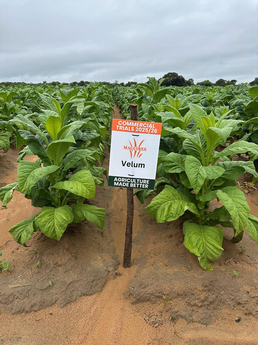 Velum plot at the second visit, 13 January