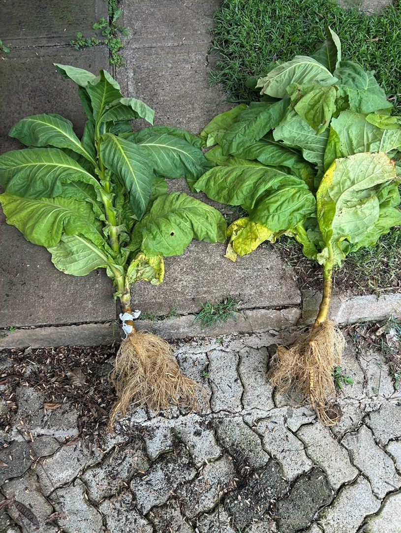 Two X-Tend plants lifted to compare growth at 50% and 80% fertilizer