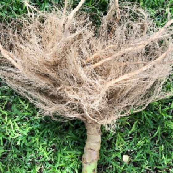Tobacco root system from a Vaniva-treated plant