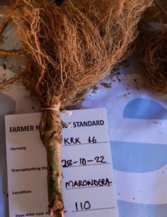 Root sample with field record card — Farmer Nematicide Standard