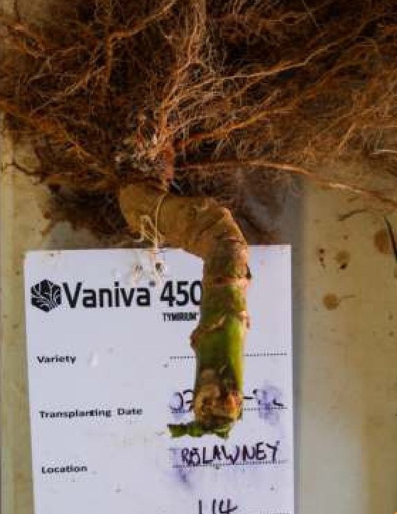 Root sample with field record card — Vaniva 450