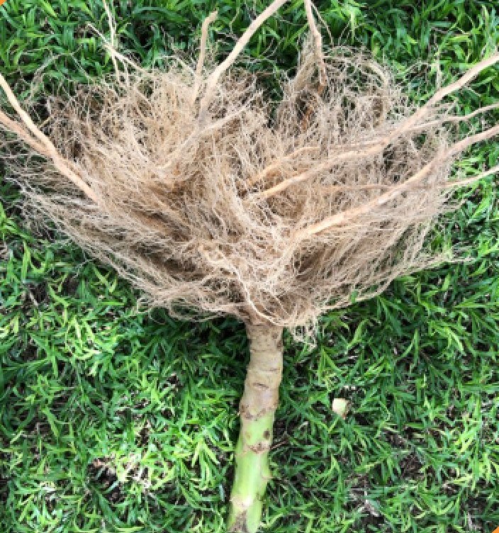 Tobacco root system — Vaniva