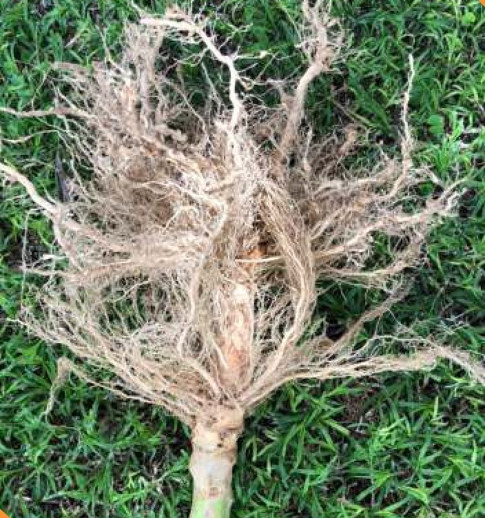 Tobacco root system — Velum
