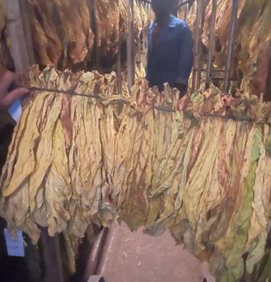 Cured tobacco leaf from the first reapings