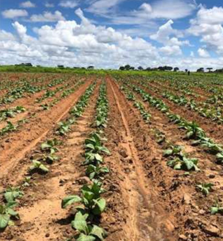 Young tobacco rows at the time of the first follow-up applications