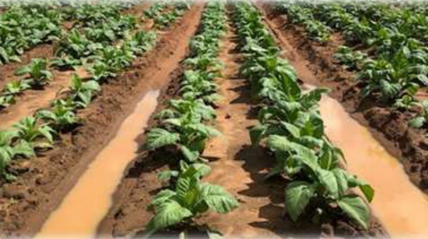 Waterlogged furrows in the trial block after hard rains