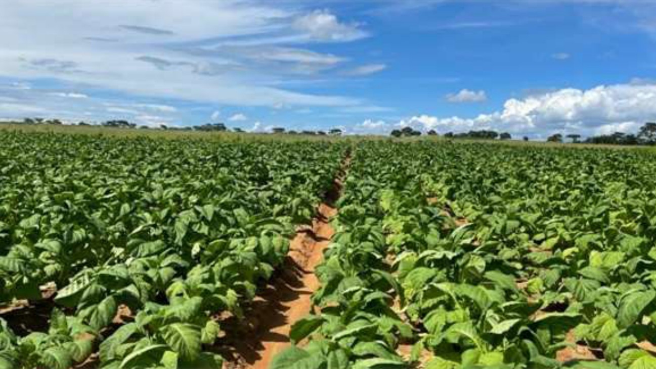 Healthy tobacco crop in late January
