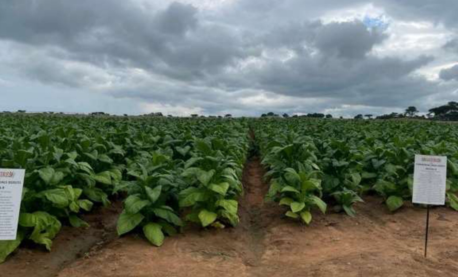 Uniform tobacco rows with trial boards in early February