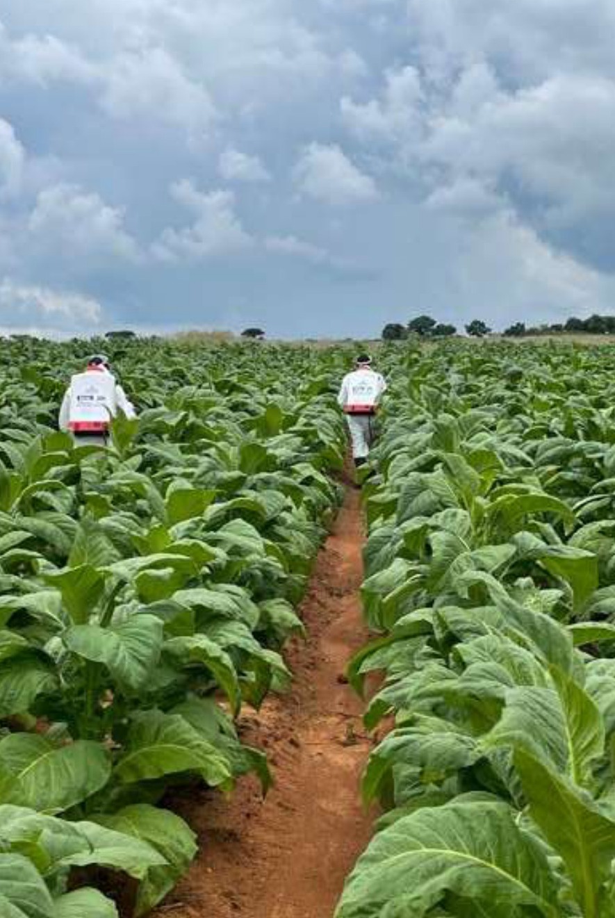 Spraying the tobacco trial rows at Blencathra Farm
