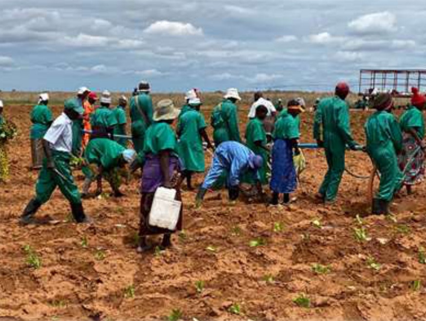 Planting crew at work in the trial block