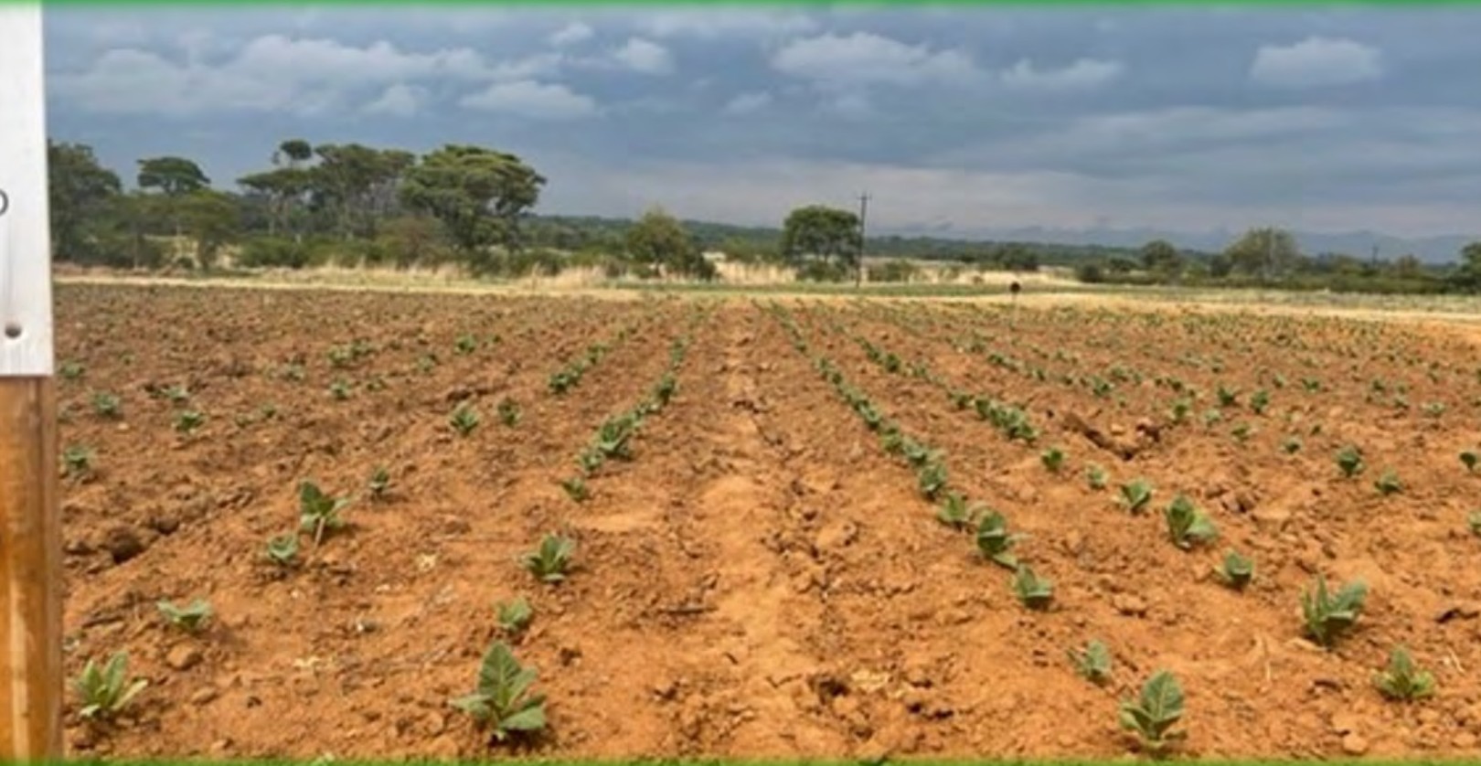 Trial rows greening up after the first rain