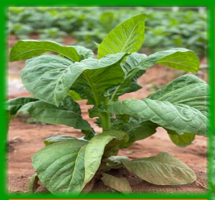 Disease-free tobacco plant mid-season