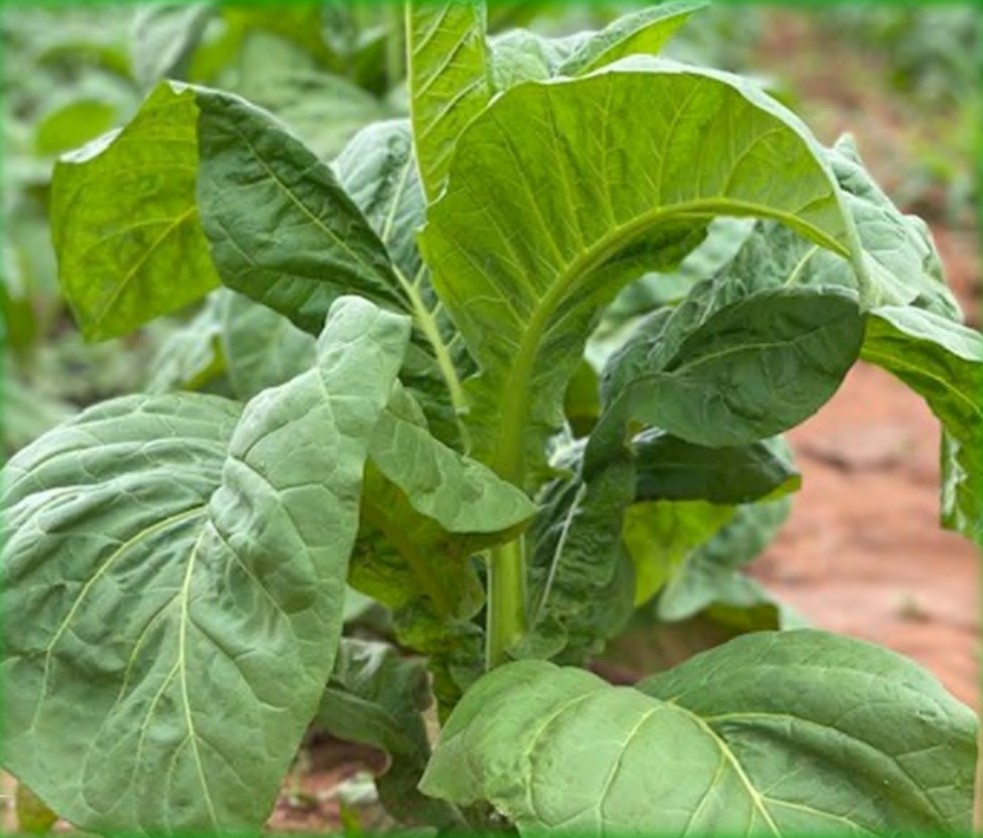 A healthy tobacco plant in the trial field