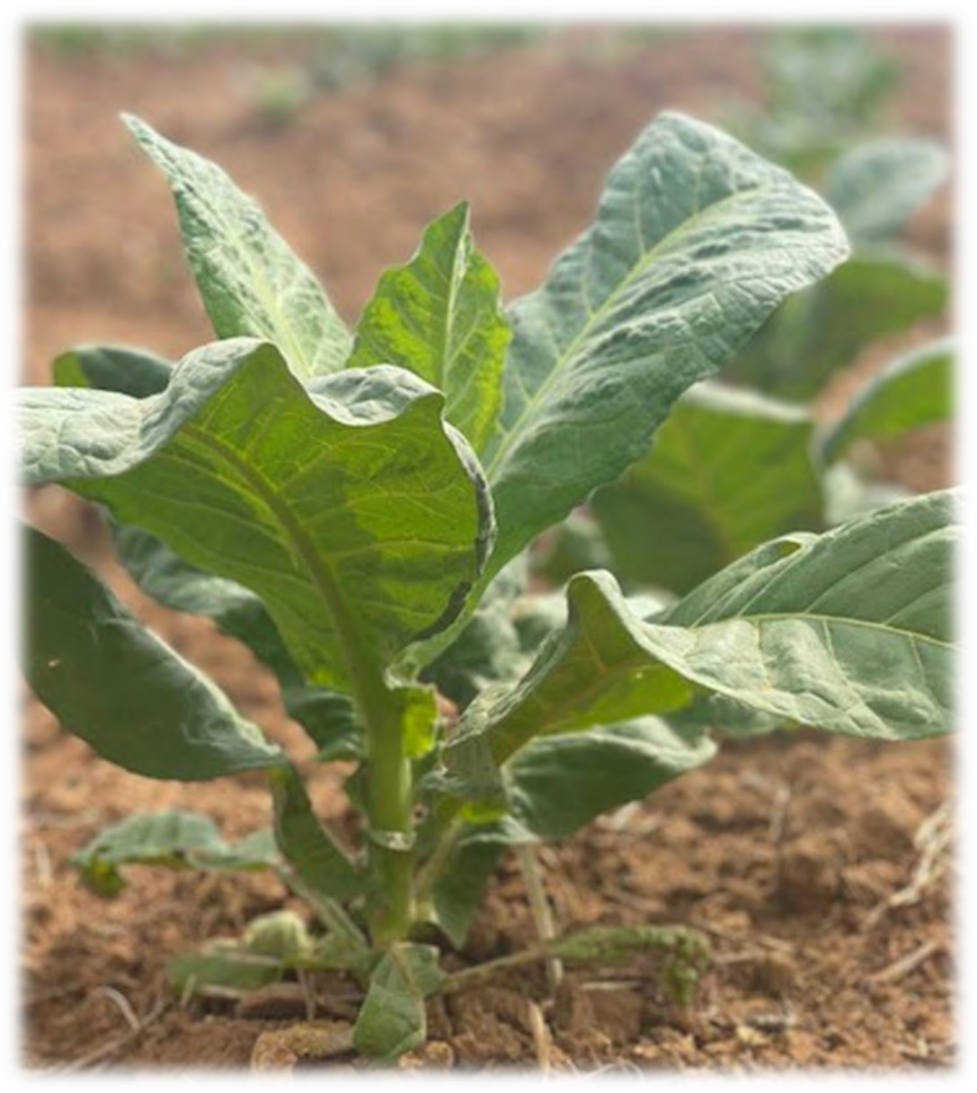 Young tobacco plant early in the season