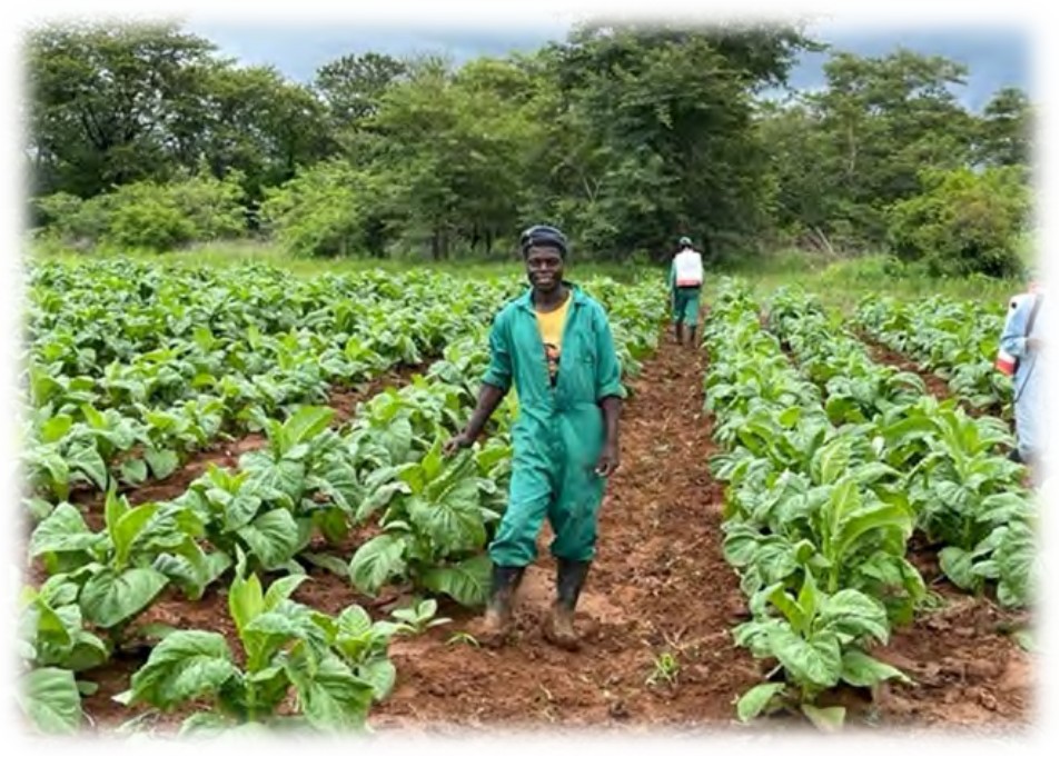 Applying the fungicide programme