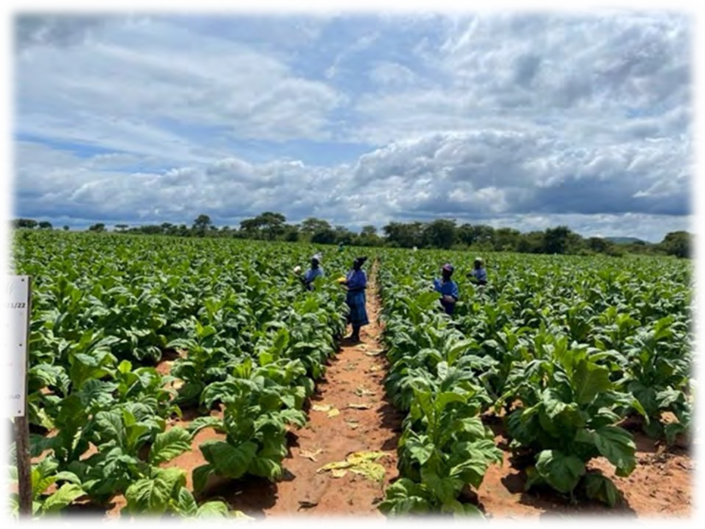 The trial crop at suckericide application