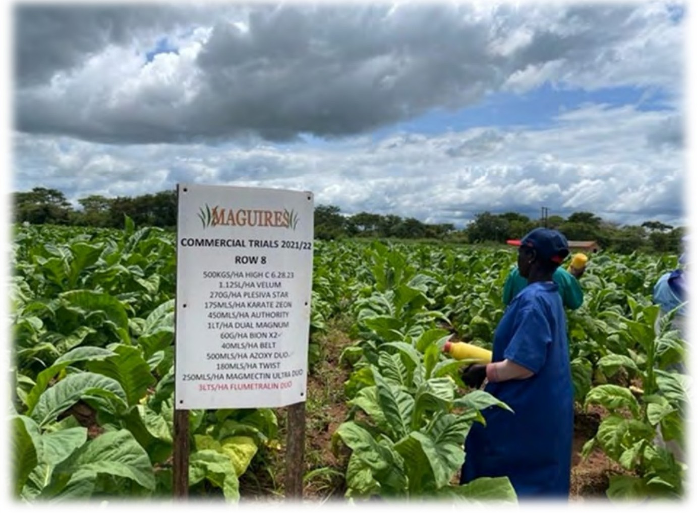 Applying suckericides beside the trial marker board
