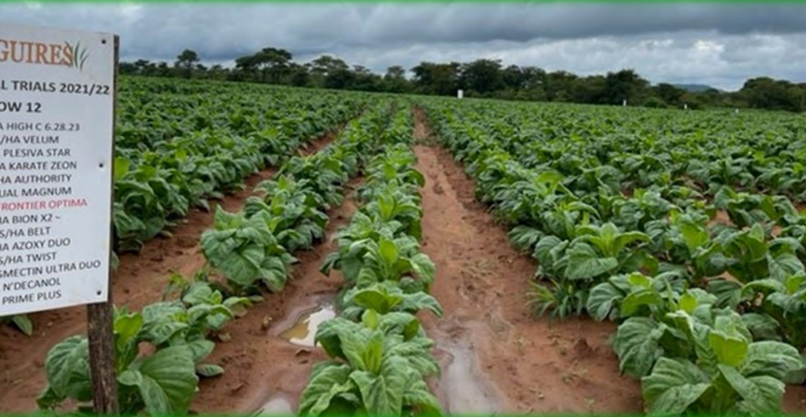 Trial rows with a treatment marker board