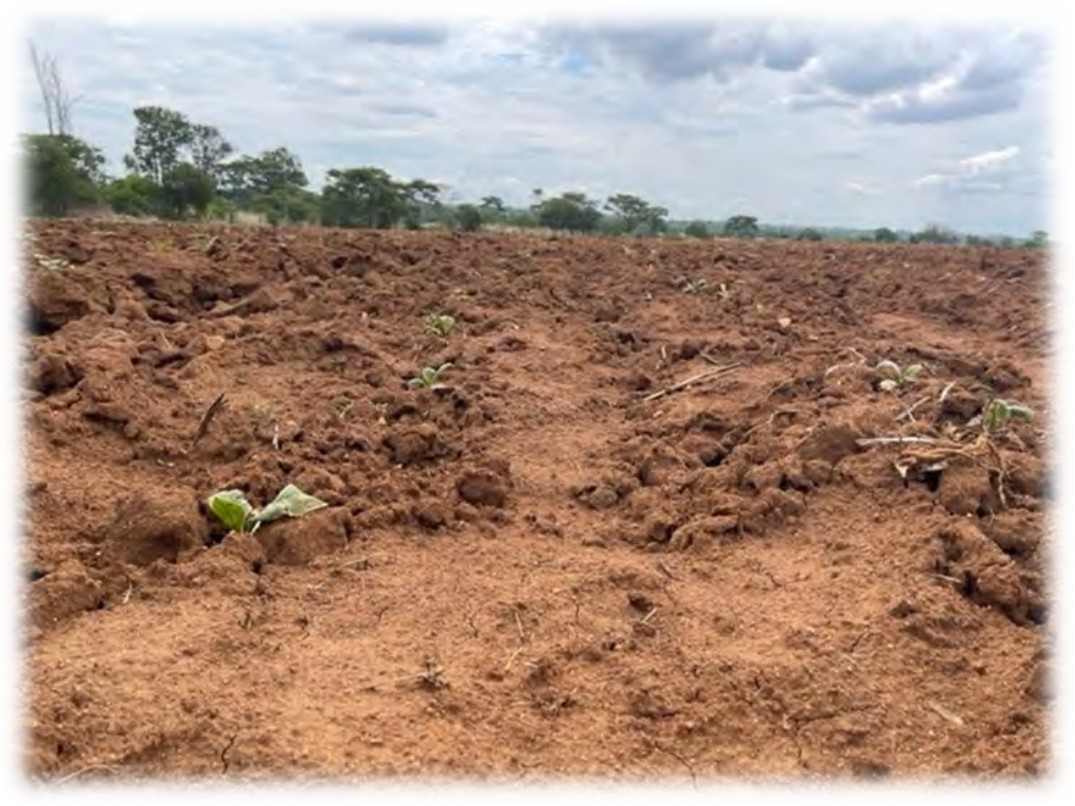 Young trial rows one week after planting