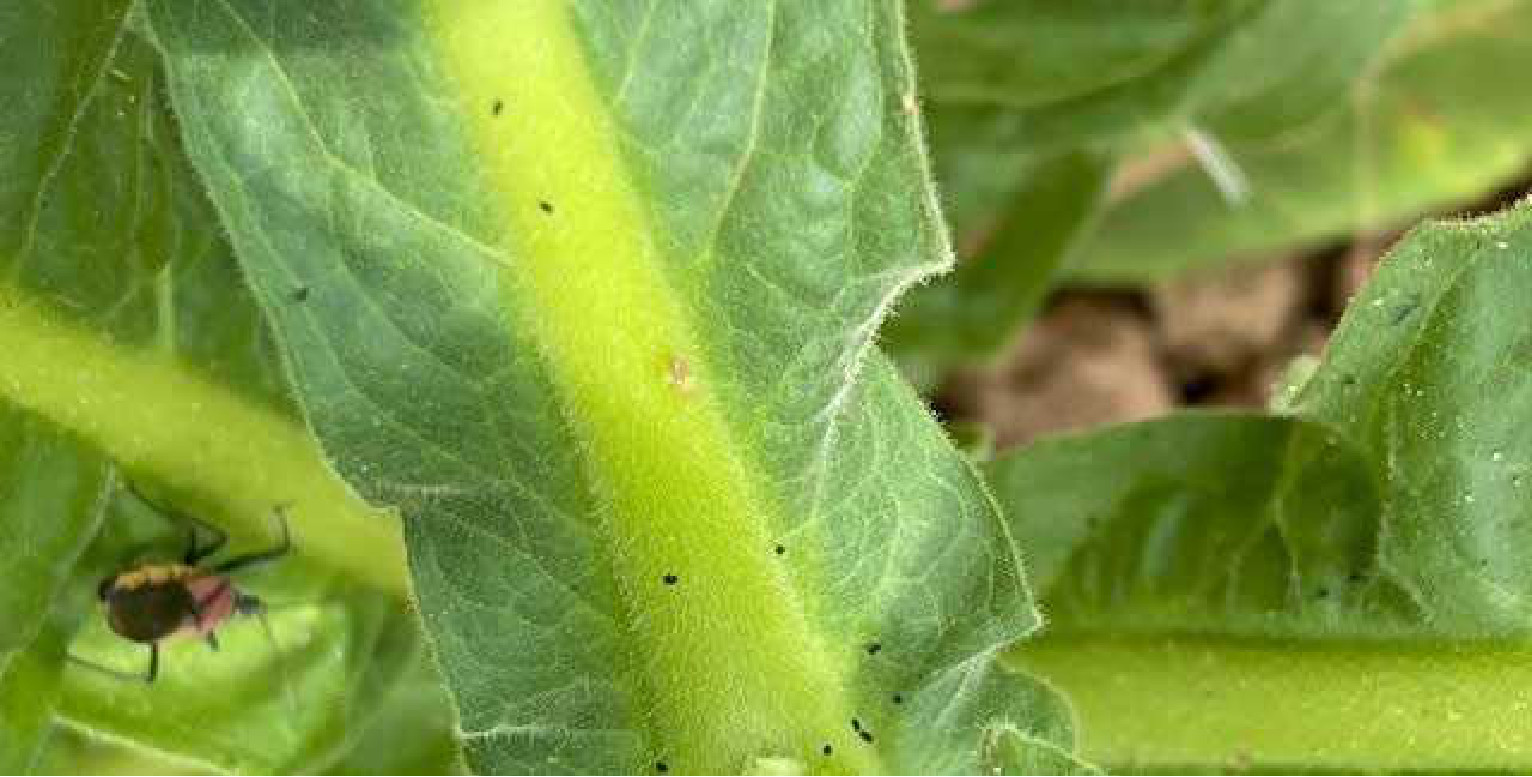 The single plant found with a few aphids