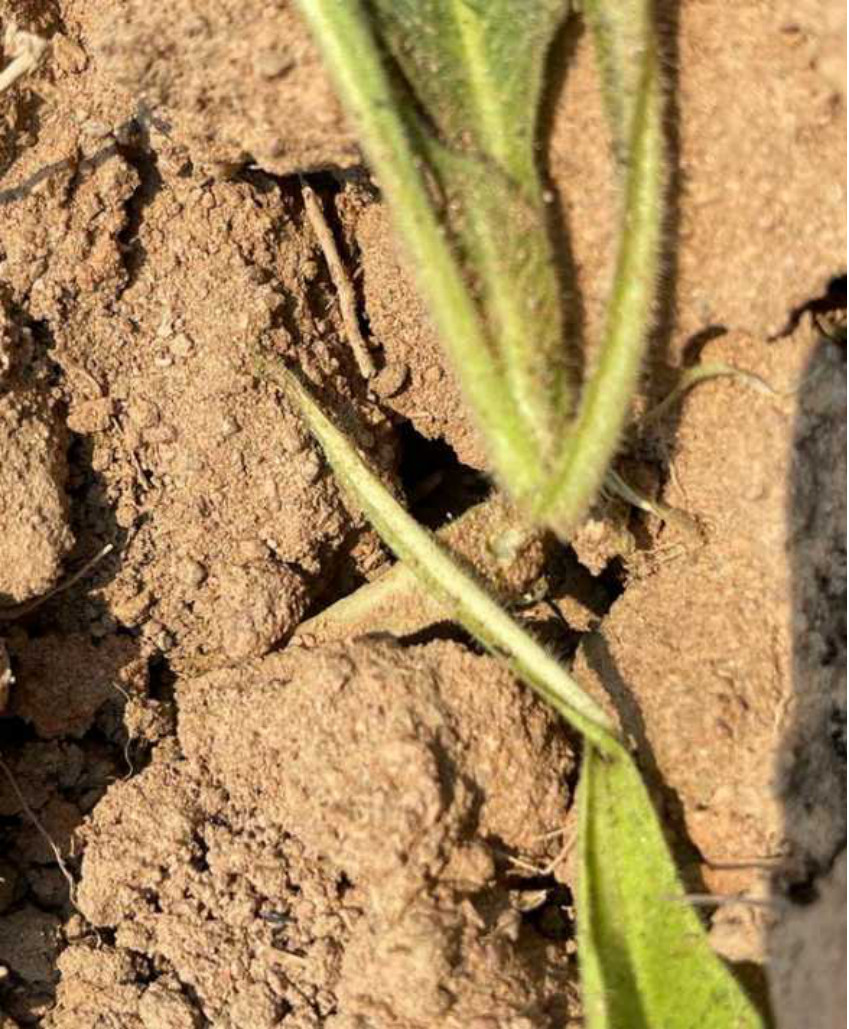 Leaf damage from the dusty surface beetle