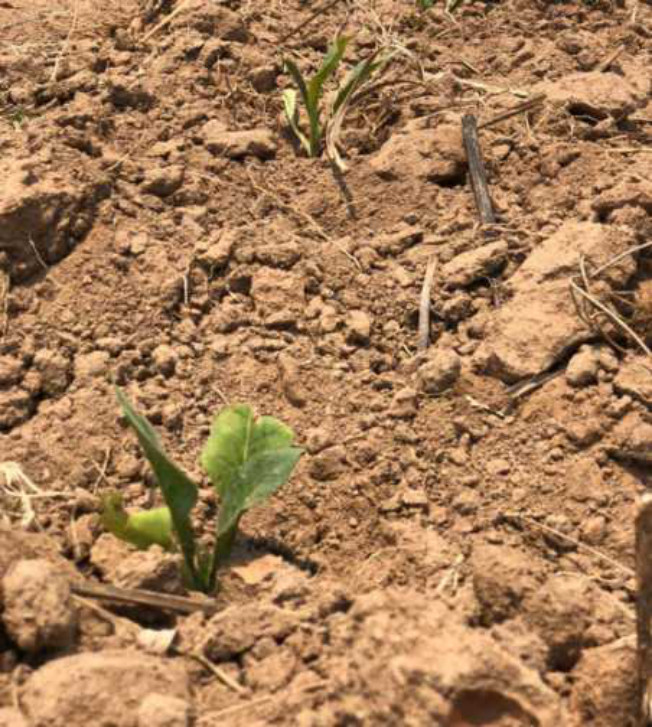 Newly planted tobacco seedling among old stalks in dry soil
