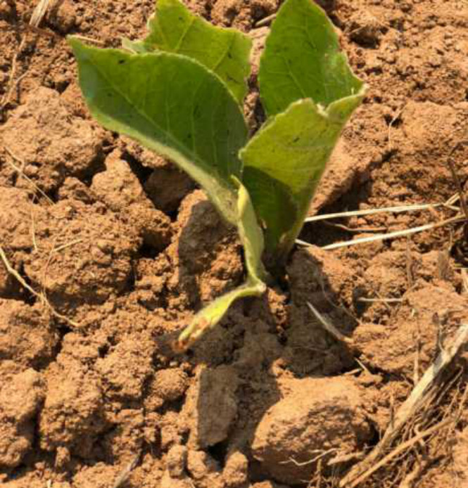 Healthy young tobacco plant shortly after planting