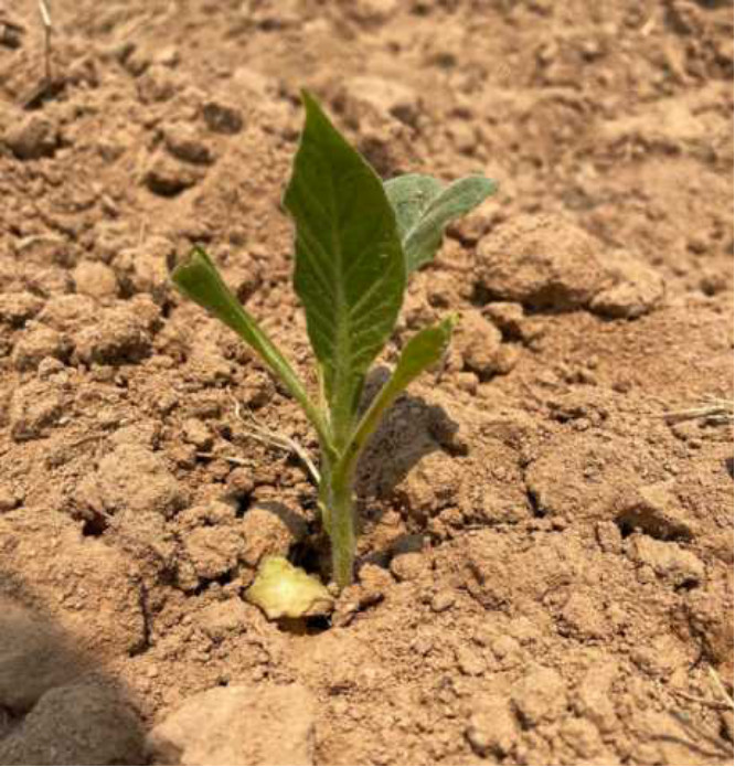Established tobacco seedling in the trial area