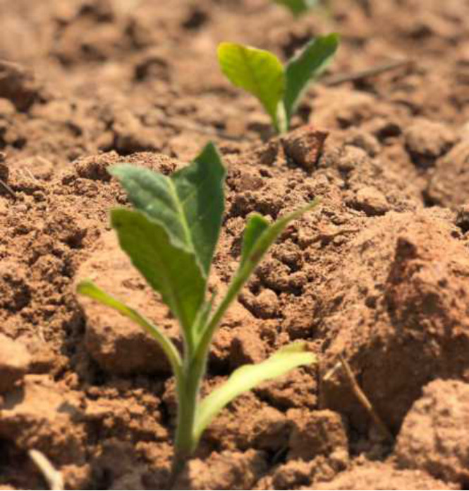 Young tobacco plant taking well in dry conditions
