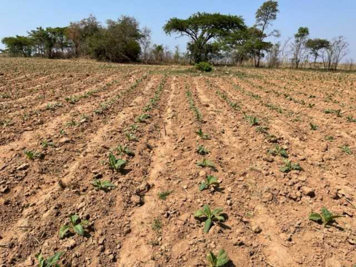 Trial rows after top dressing was applied