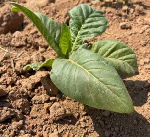 Healthy tobacco plant with no beetle damage
