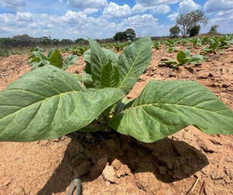 Insect-free tobacco plant in mid November